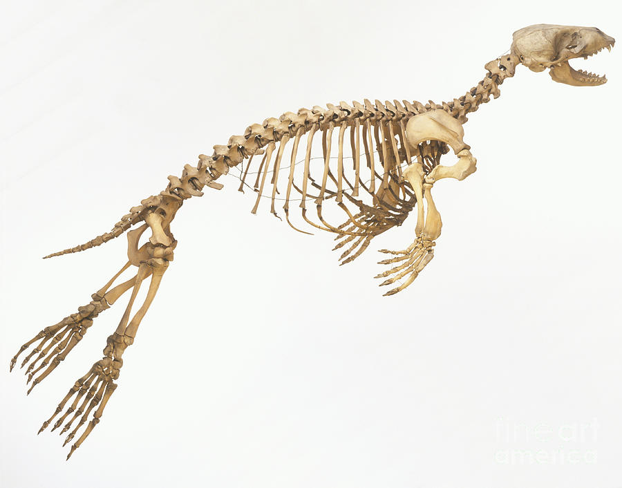Still Life Photograph - Harbor Seal Skeleton, Phoca Vitulina by Dave King / Dorling Kindersley