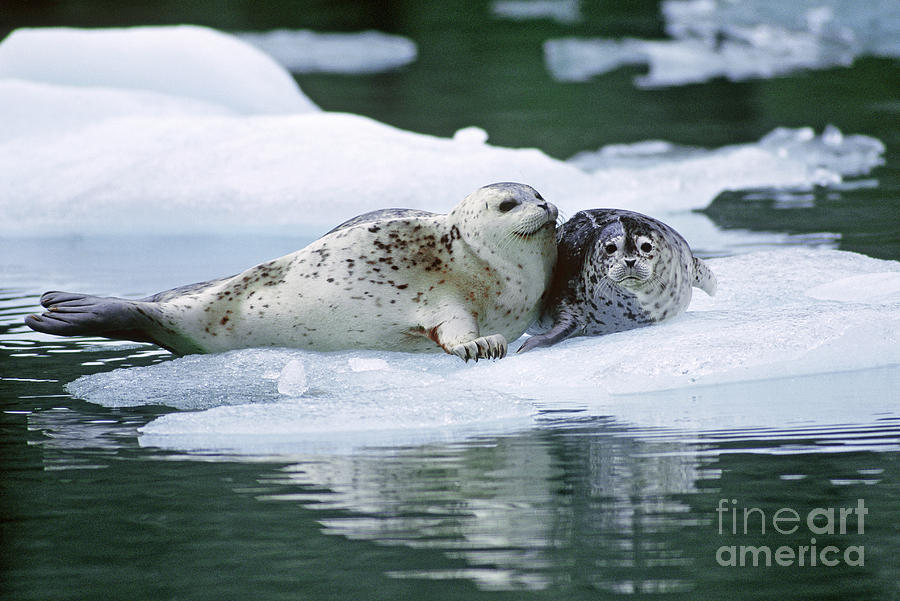 Harbor Seals Photograph by Art Wolfe