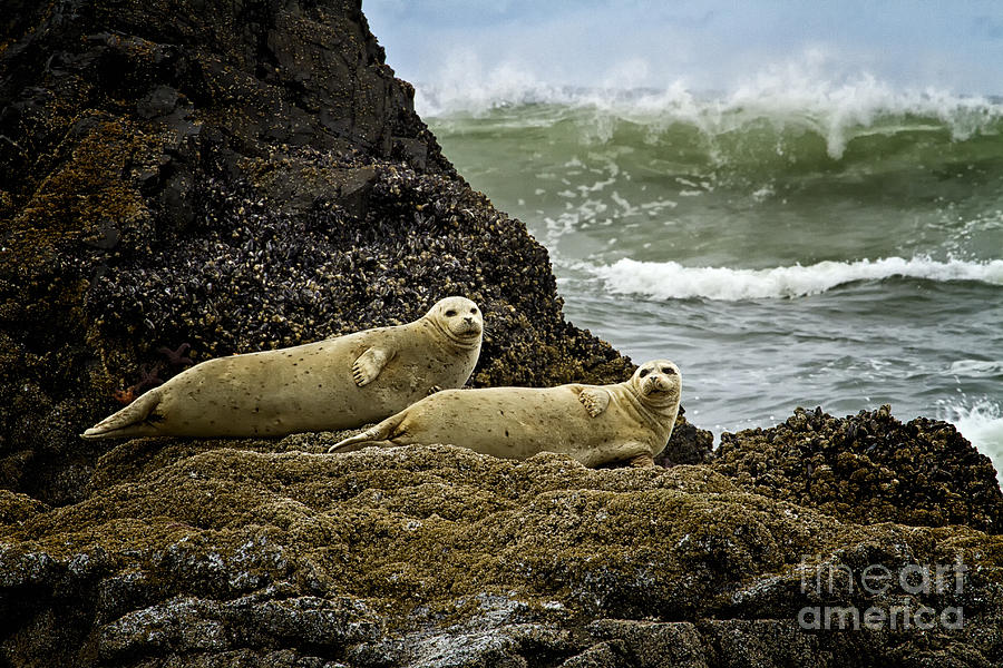 Wildlife Photograph - Harbor Seals in Oregon by Carrie Cranwill