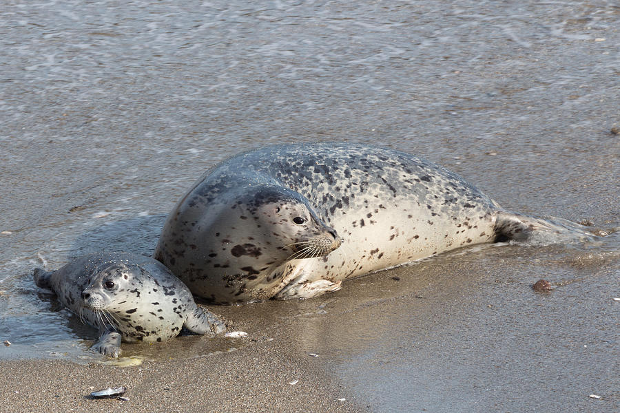 Harbor Seals in the Surf Photograph by Kathleen Bishop