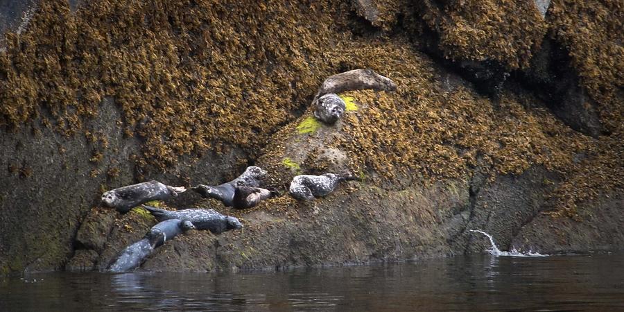 Harbor Seals Photograph by Natalie Rotman Cote