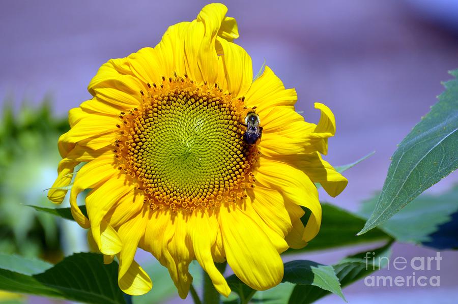 Harbor Sunflower Photograph by Lynellen Nielsen
