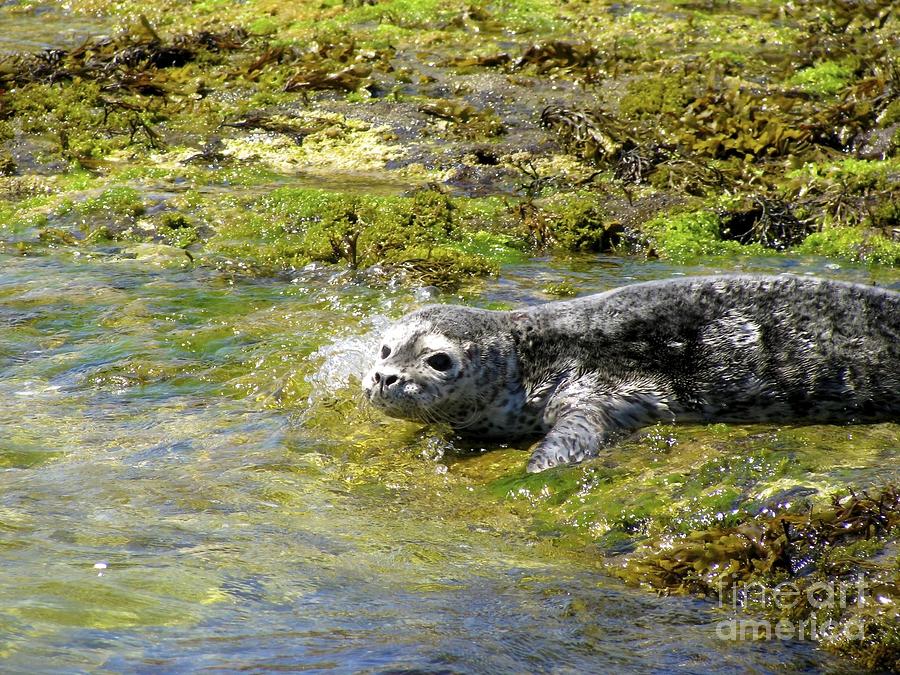 Harbour Seal Pup Photograph