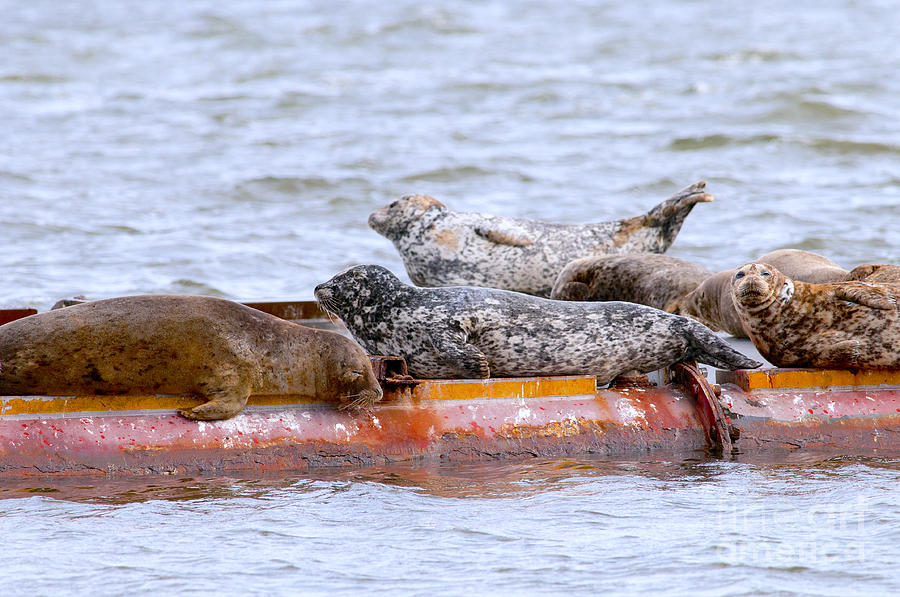 Harbour Seals Lounging Photograph by Sharon Talson