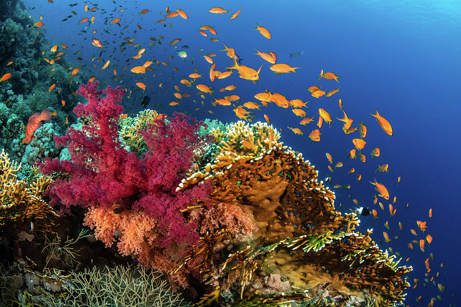Hard And Soft Corals Cover A Reef Photograph by Brook Peterson | Fine ...