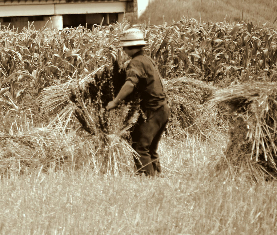 Amish Photograph - Hard at Work - Amish Boy by Linda Rae Cuthbertson