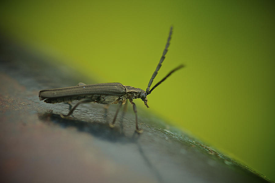 Nature Photograph - Hard Bug by Arj Munoz