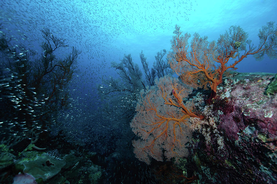 Hard Coral Reef With School Of Fish Photograph by Morten Beier - Pixels