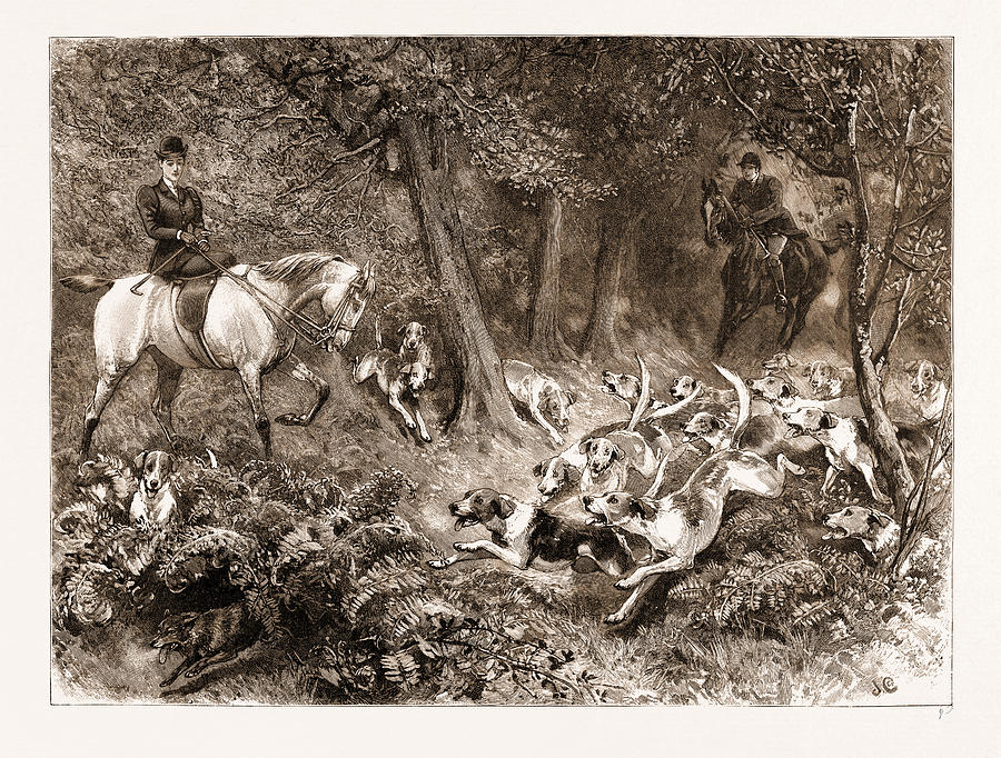 Dog Drawing - Hard Pressed A Woodland Scene by Litz Collection