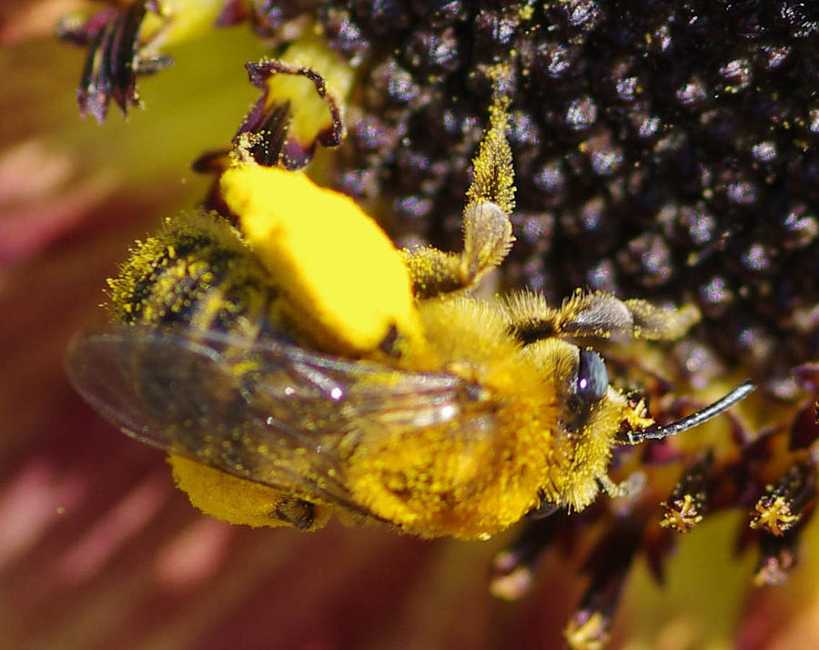 Hard Working Bee Photograph by Gerald Kloss