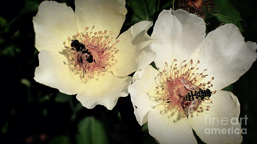 Flower Photograph - Hard Working Bee Twins  by Susanne Van Hulst