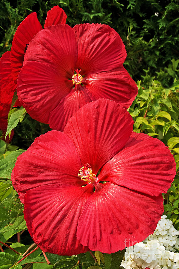 Hardy Hibiscus Photograph by Sue Smith