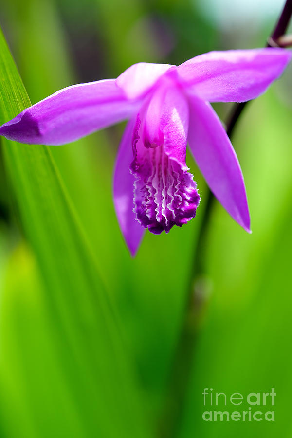 Flower Photograph - Hardy Orchid by Terry Elniski