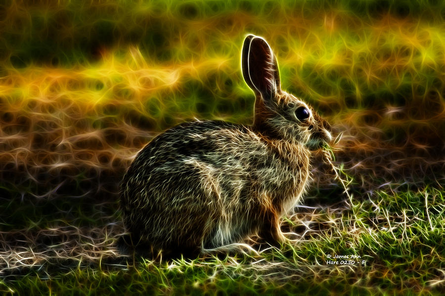 Hare 0250 - F Digital Art by James Ahn