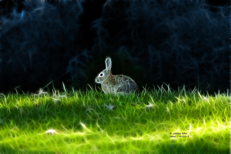 Hare 4929 - F Digital Art by James Ahn