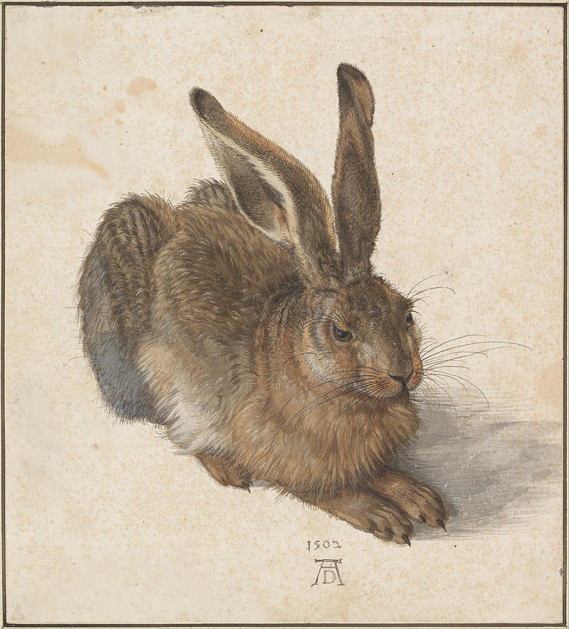 Hare Painting by Albrecht Duerer