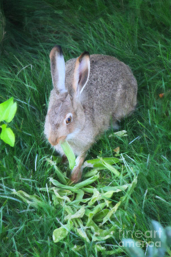 Hare Eating a Peapod Digital Art by Donna L Munro