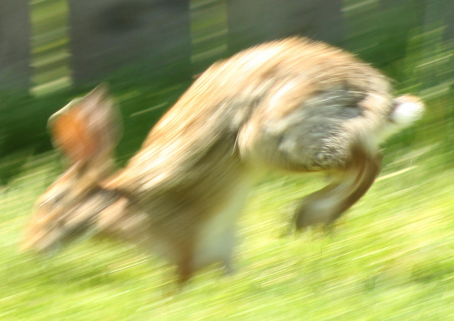 Rabbit Photograph - Hare in Motion by Mr Other Me Photography DanMcCafferty