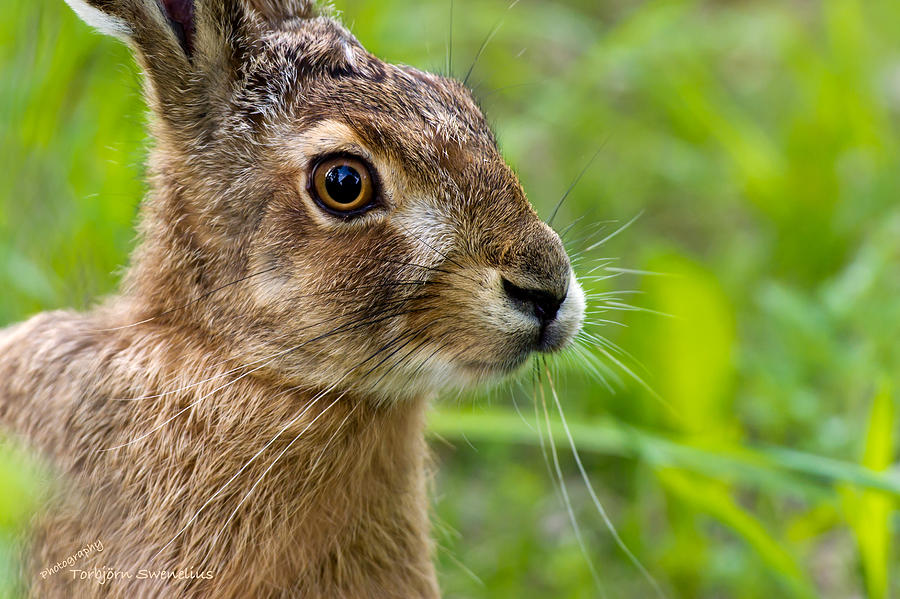 Hare Photograph by Torbjorn Swenelius