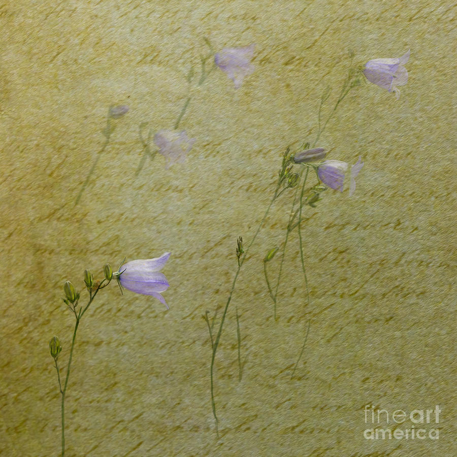 Flower Digital Art - Harebells by Liz  Alderdice