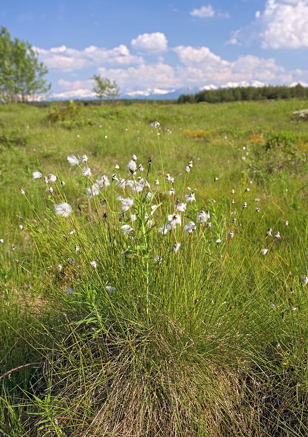 Hare's Tail Cotton Grass Photograph by Bob Gibbons/science Photo