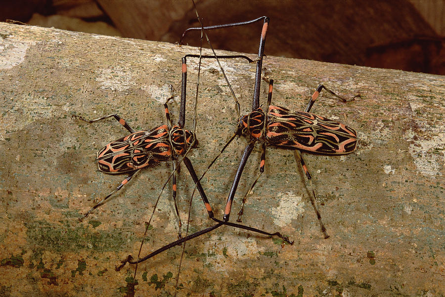 Harlequin Beetle Pair Courting French Photograph by Mark ...