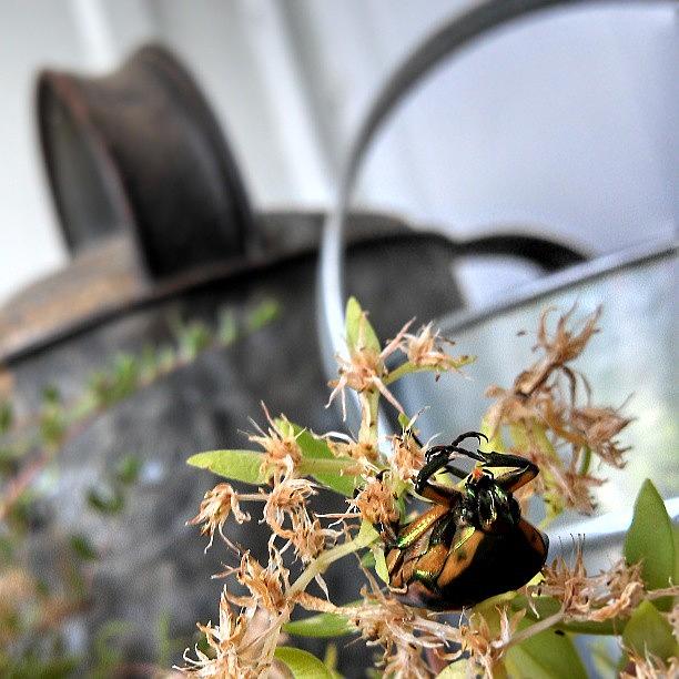 Harlequin Photograph - #harlequin #beetles #everywhere by Jen Palmer