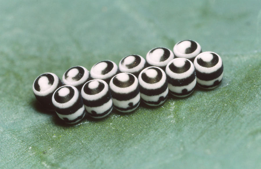 Harlequin Bug Eggs Photograph by Harry Rogers