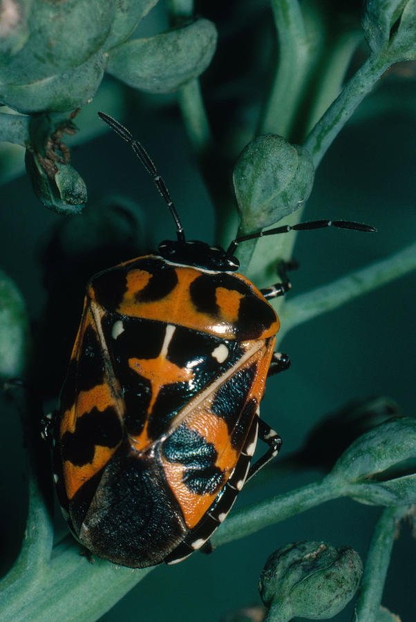 Harlequin Bug Photograph by Harry Rogers