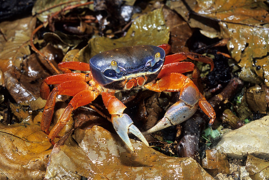 Harlequin Crab Photograph by Francesco Tomasinelli - Fine Art America