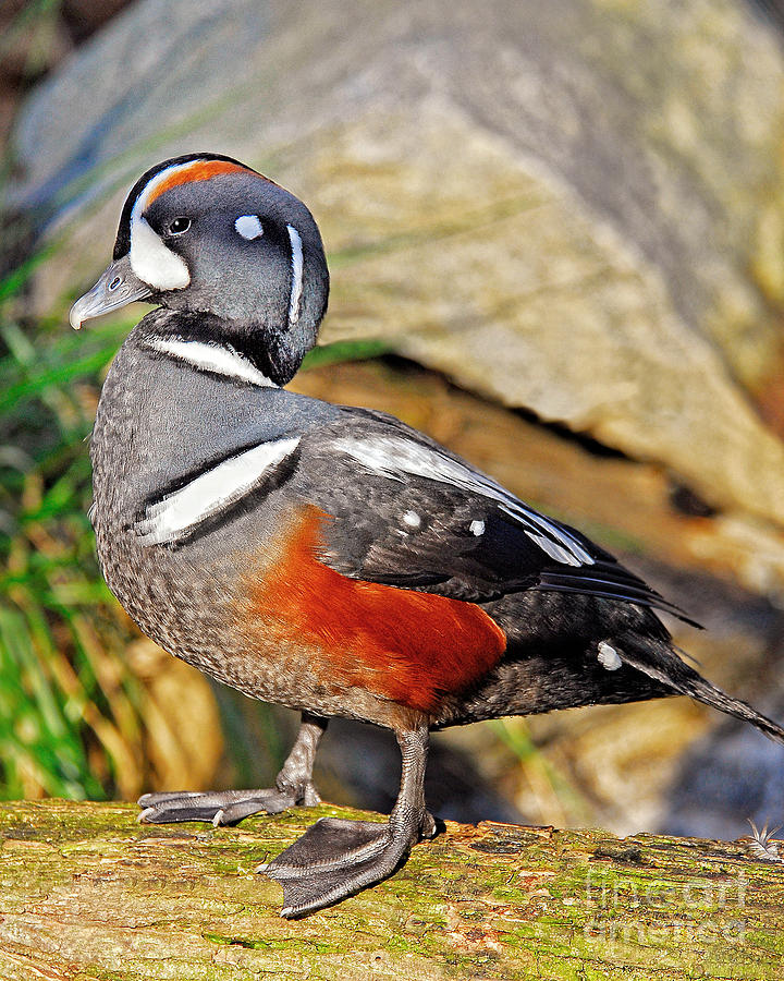 Harlequin Drake Photograph by Timothy Flanigan | Fine Art America