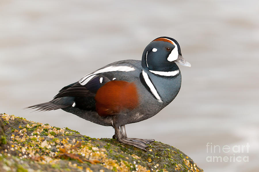 Harlequin Duck I Photograph by Clarence Holmes