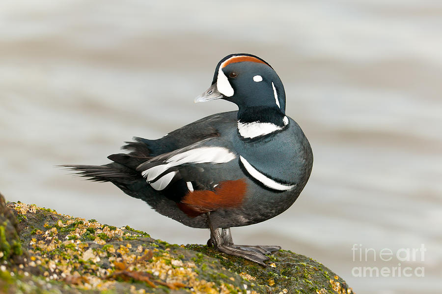 Harlequin Duck II Photograph by Clarence Holmes