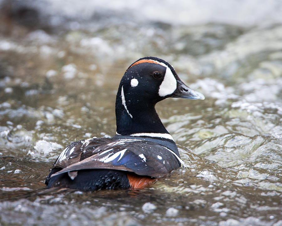 Harlequin Duck in Rapids Photograph by Jack Bell