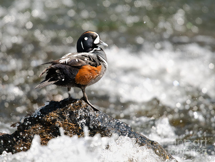 Harlequin Duck Photograph by Shannon Carson