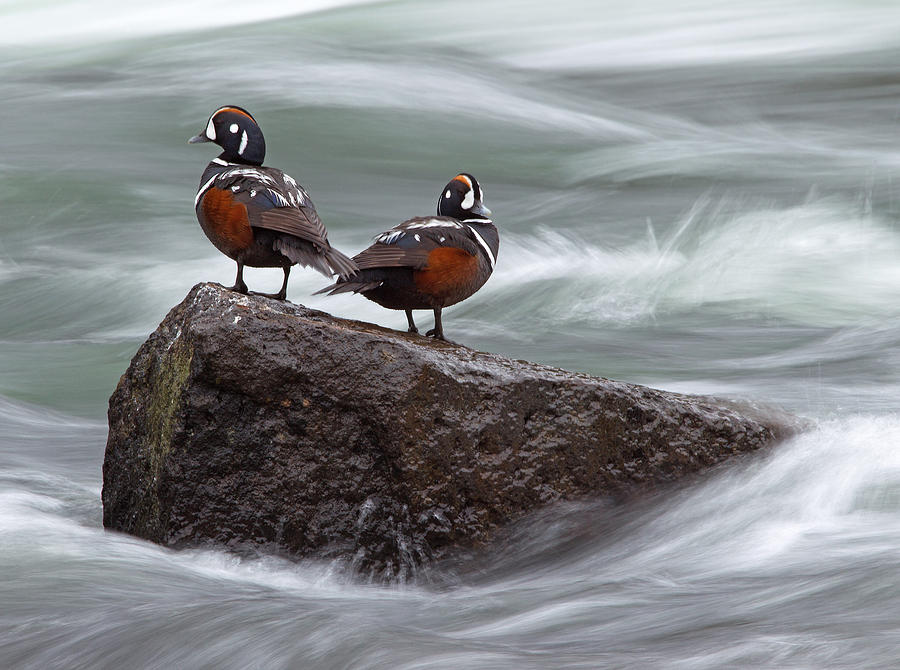 Harlequin Ducks at LeHardy Rapids Photograph by Max Waugh