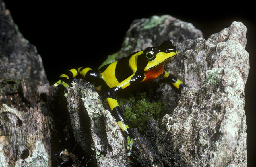 Animal Photograph - Harlequin Frog by Gregory G. Dimijian, M.D.