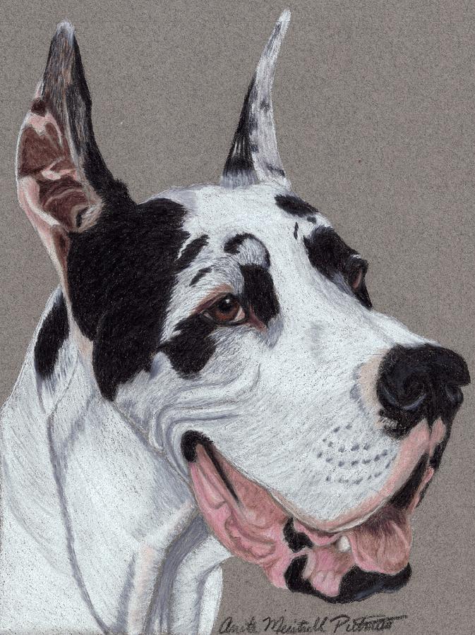 Harlequin Great Dane Drawing by Anita Putman