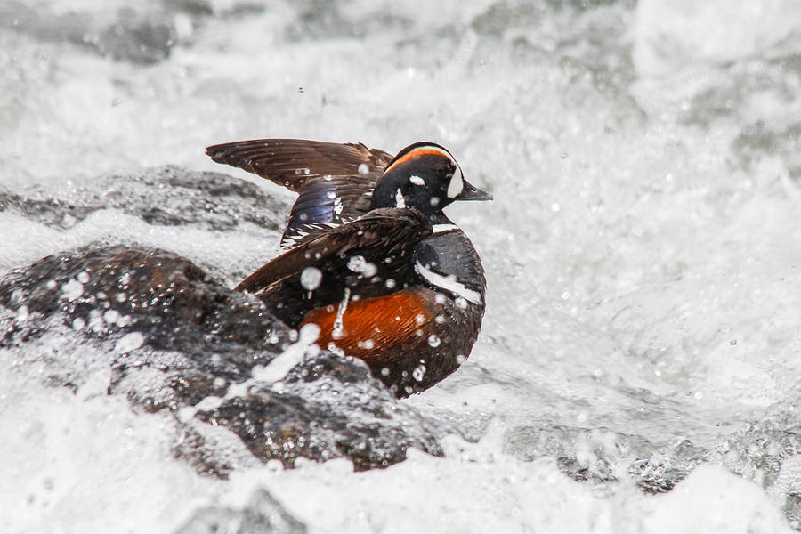 Duck Photograph - Harlequin in the rapids by Jill Bell Duck Photograph - Harlequin in the rapids by Jill Bell