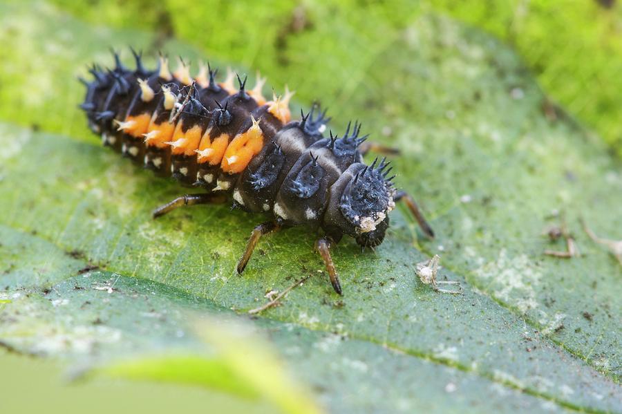 Harlequin Ladybird Larva Photograph by Heath Mcdonald