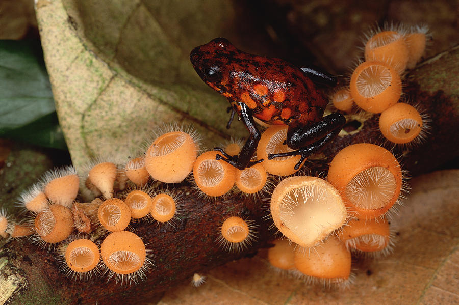 Harlequin Poison Dart Frog On Cup Photograph by Mark Moffett