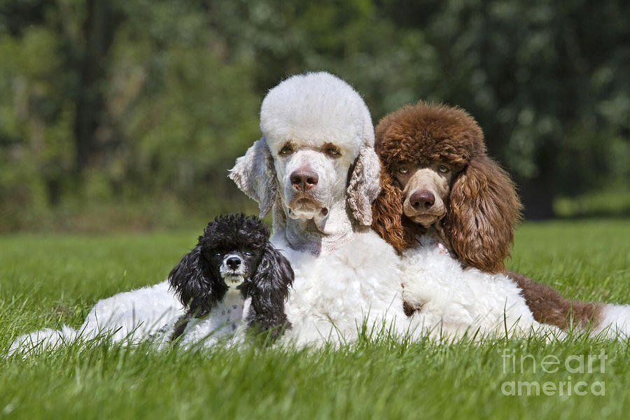 Harlequin sales standard poodle