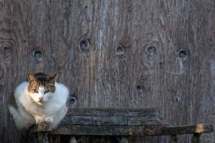 Harlequin Rustic Photograph by Chriss Pagani