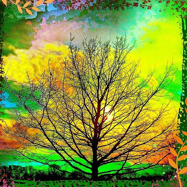 Nature Photograph - Harlequin Sky & Hawthorne Tree by Urbane Alien