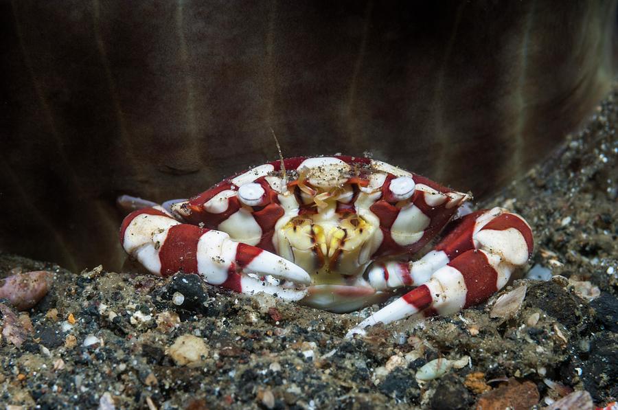 Harlequin Swimmer Crab On A Reef Photograph By Georgette Douwma Science 