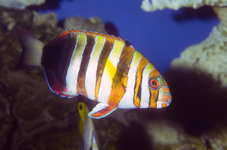 Harlequin Tuskfish Photograph by Greg Ochocki - Pixels