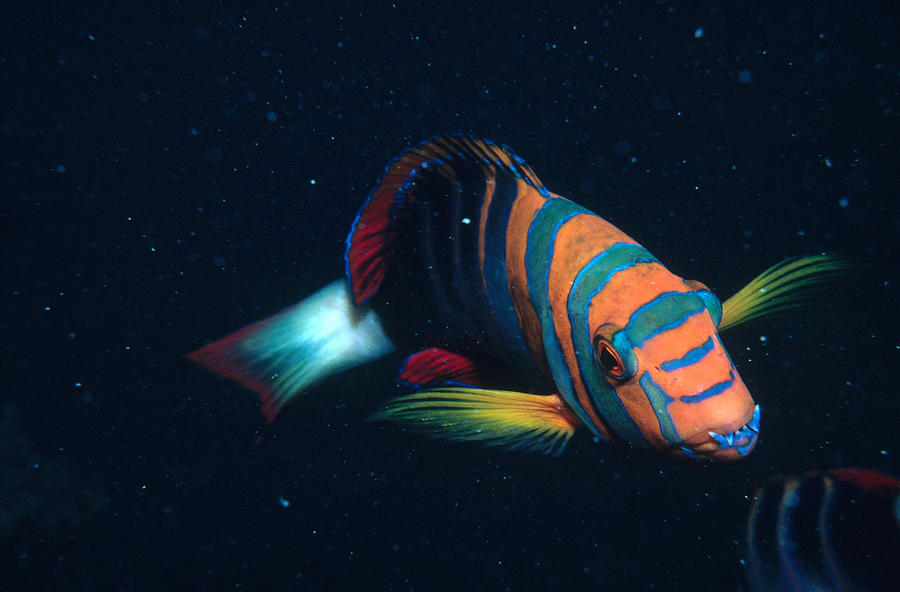 Harlequin Tuskfish Photograph by Newman & Flowers