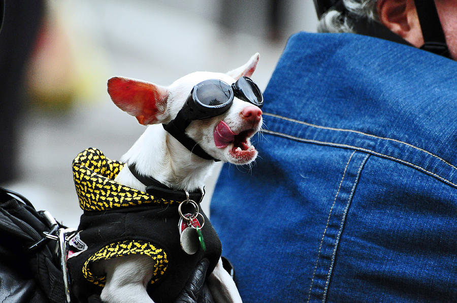 Dog Photograph - Harley dog in NYC  by Davids Digits