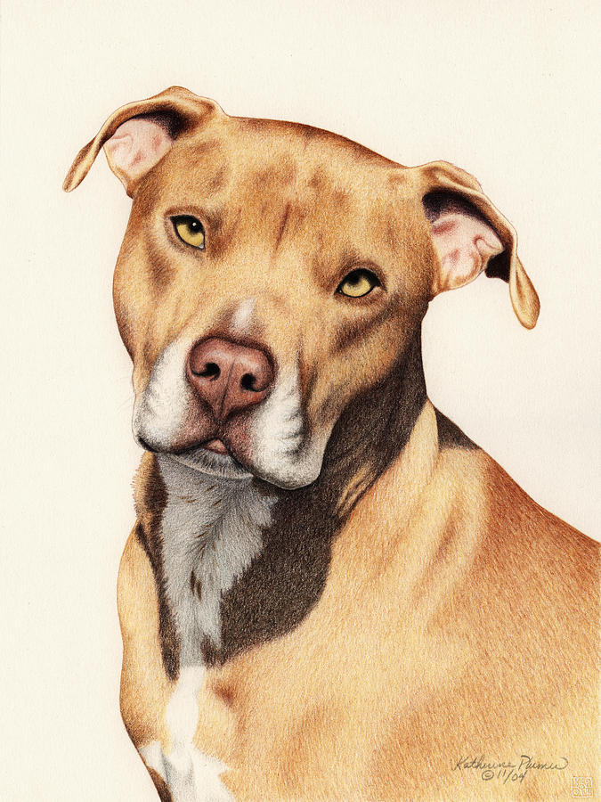 Dog Drawing - Harley by Katherine Plumer Dog Drawing - Harley by Katherine Plumer