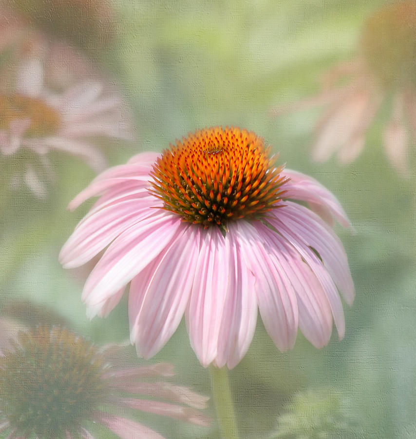 Flower Photograph - Harmony  by Kim Hojnacki